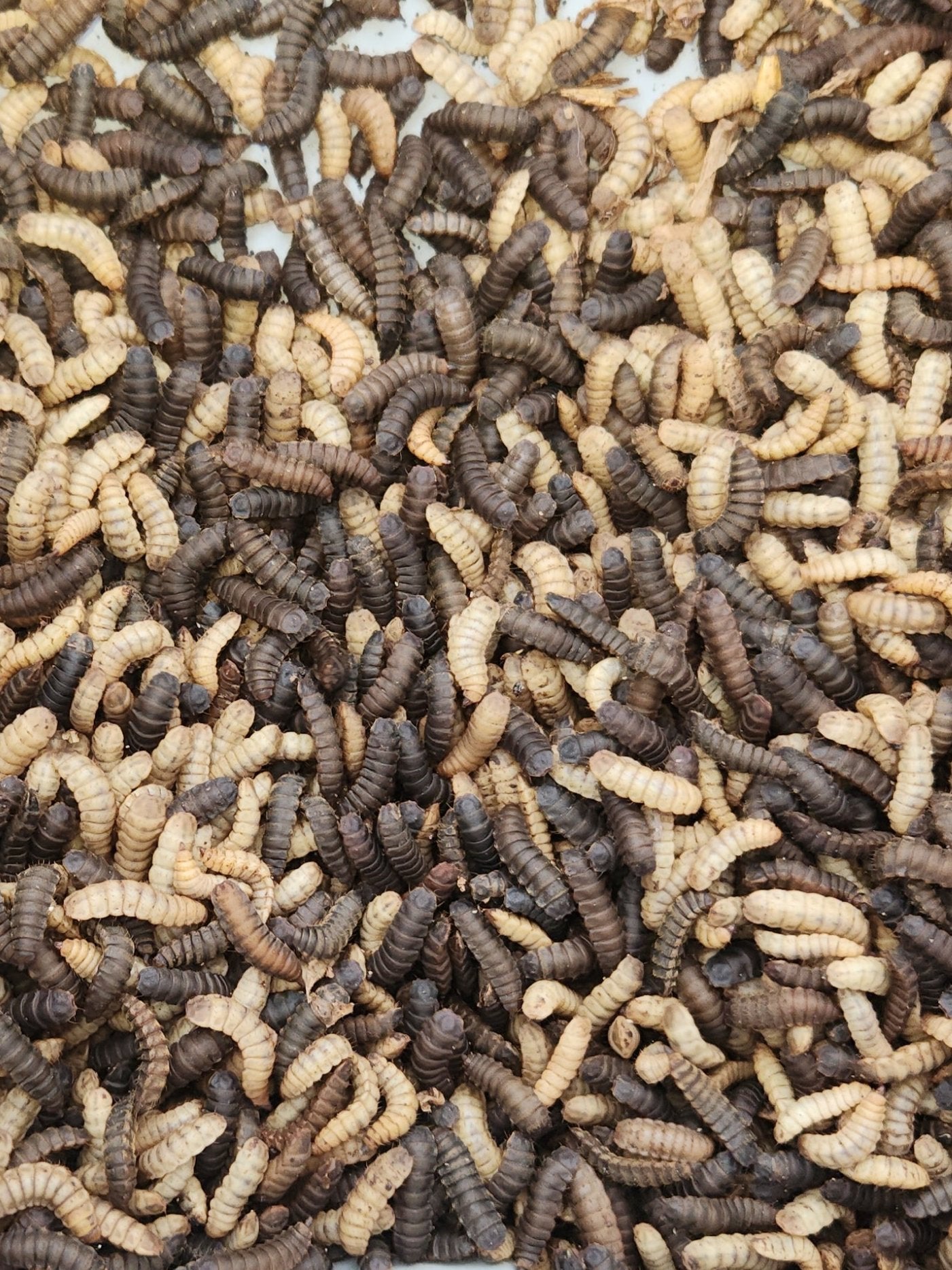 Live Black Soldier Fly Larvae