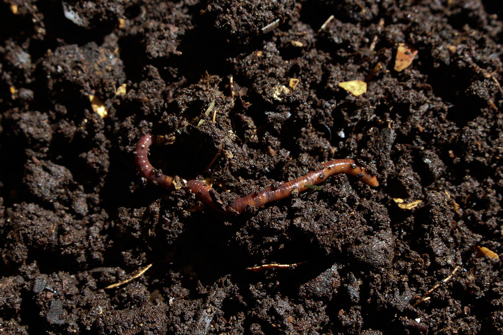 earthworm in soil